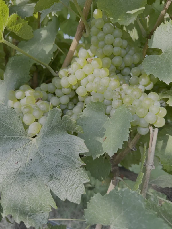 endimia DOP Somontano 2025 en Viñas del Vero, viñedos de Secastilla.