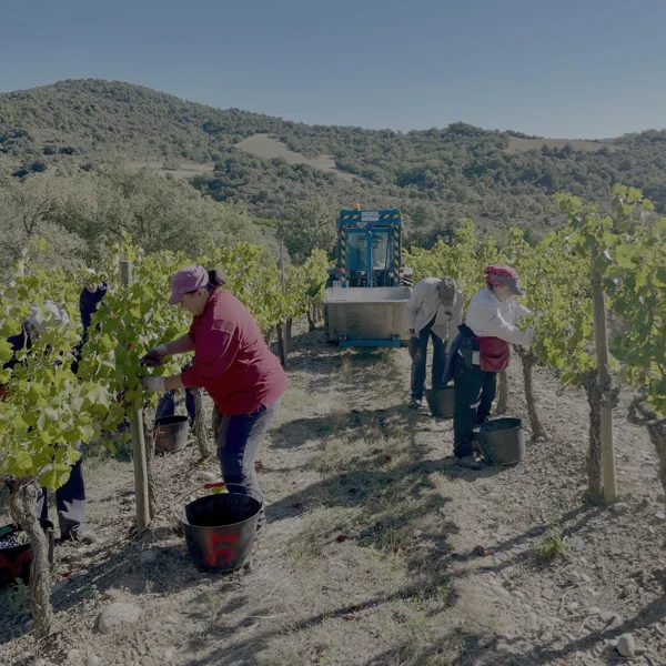 Racimos de chardonnay en pleno esplendor: la esencia blanca de la vendimia DOP Somontano 2025.