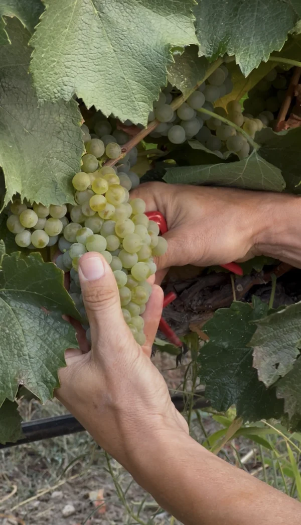 Vendimia DOP Somontano 2025 en Bodega Sommos: la uva blanca, cortada a mano en su punto exacto de madurez.