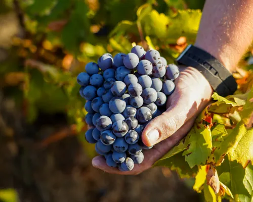 Uvas de excelente madurez fenólica en la vendimia 2025 de Bodegas San Valero.