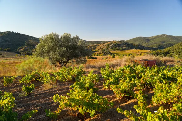 Los viñedos de Cariñena muestran el equilibrio entre tradición y sostenibilidad.