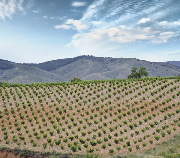 Viñedo de Garnacha de altura en la Denominación de Origen Protegida Calatayud, uno de los más extremos de Aragón.