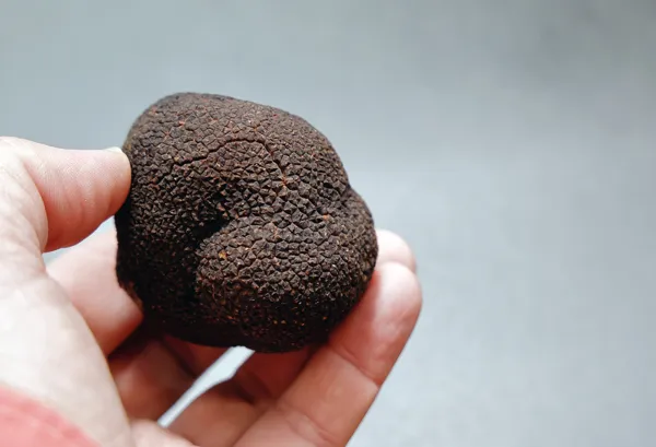 Feria de la Trufa de Vera de Moncayo Veratruf Aragón