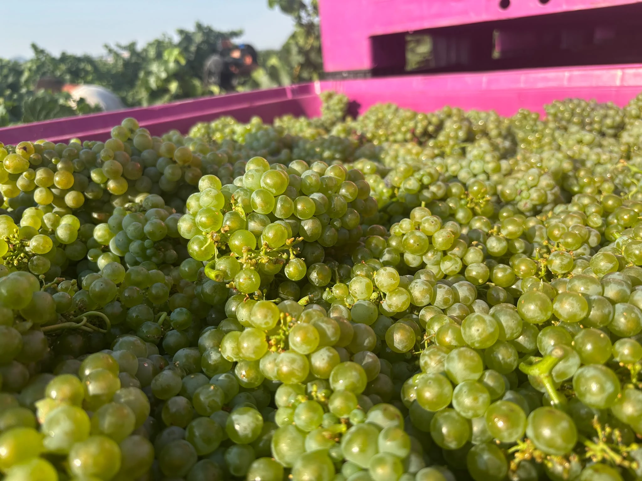 primeros racimos de chardonnay recogidos durante la vendimia.