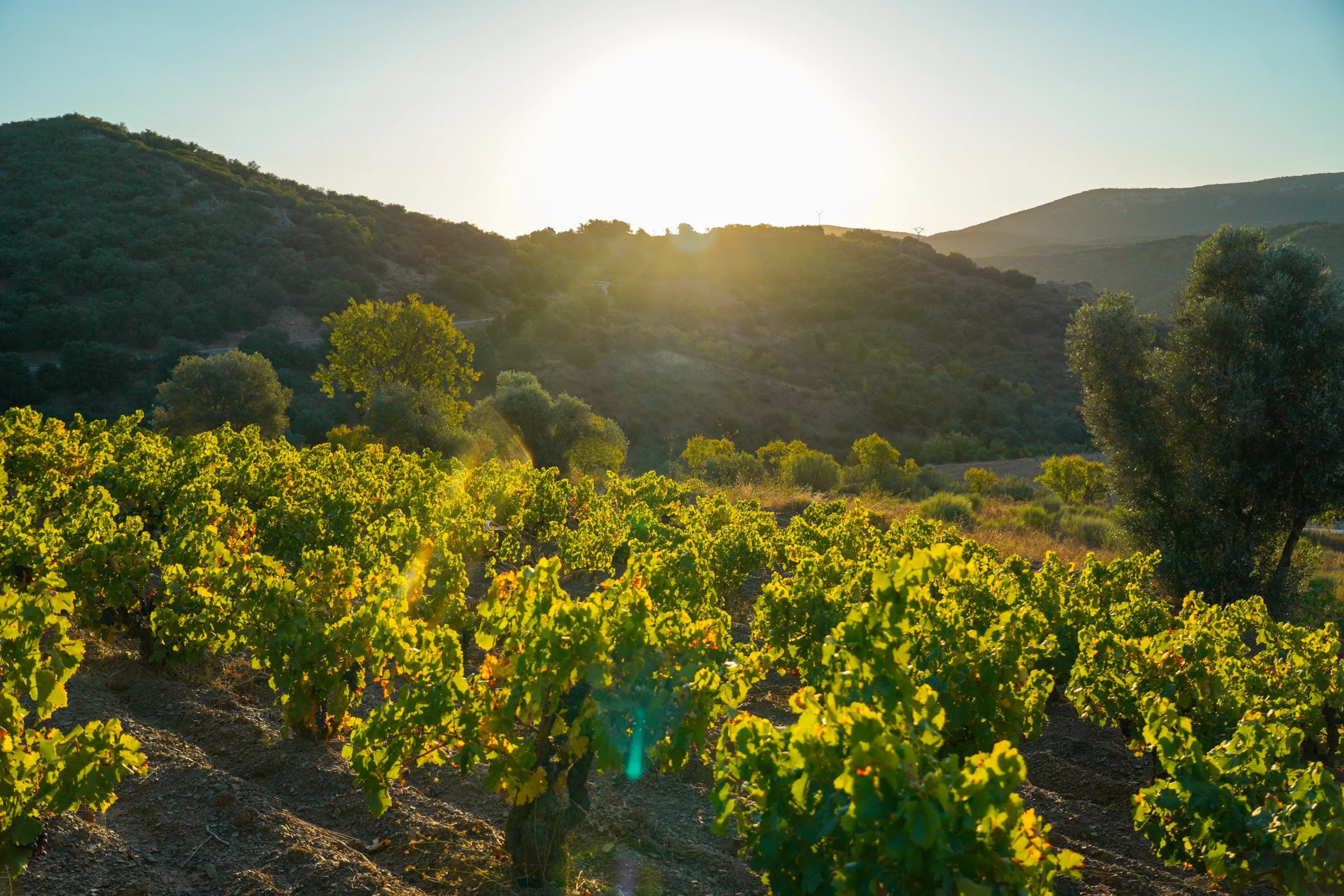 “Viñedo al atardecer durante la campaña de vendimia”.