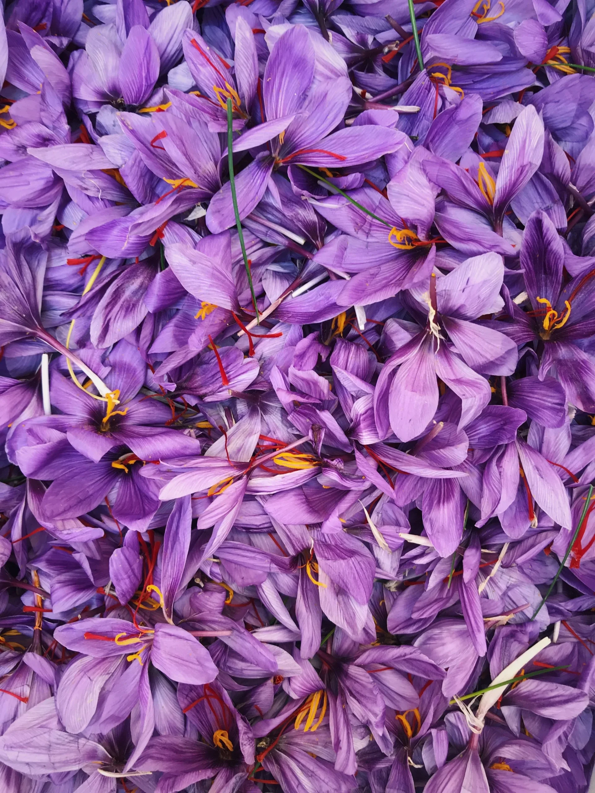 Flores púrpuras de azafrán con estigmas anaranjados.