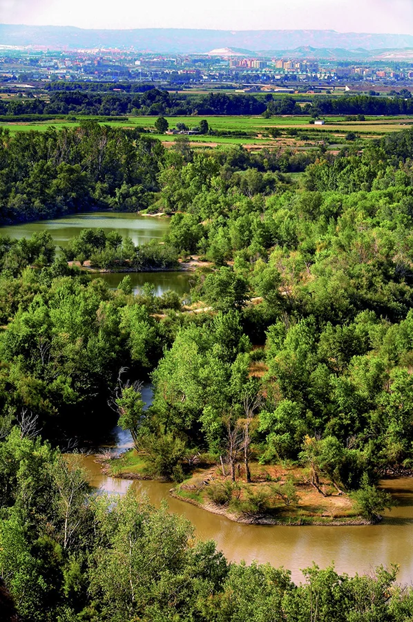 Vegetación de ribera y agua en el galacho de Juslibol