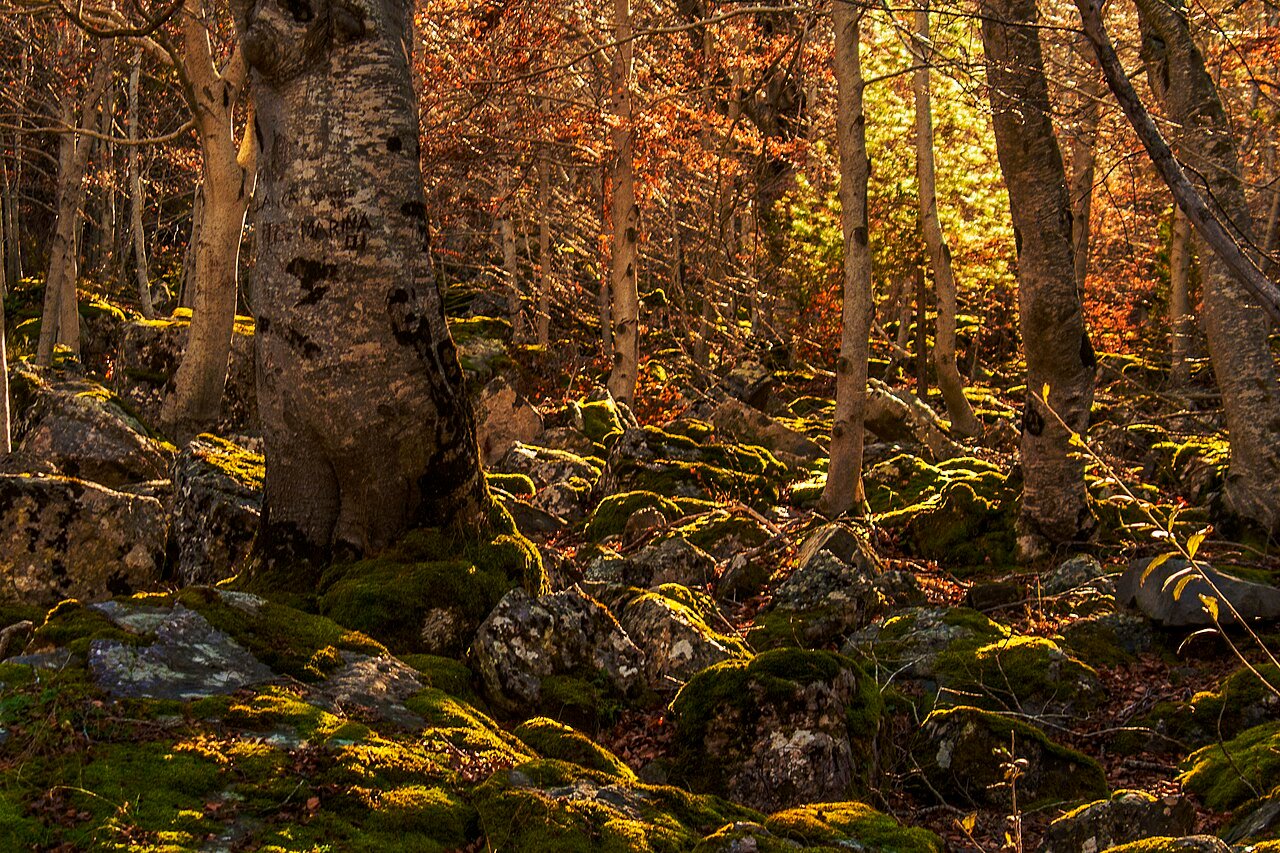 Bosque del Moncayo en otoño