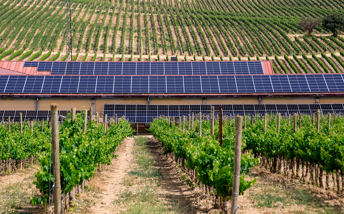Instalaciones fotovoltaicas de SOMMOS junto a las hileras de viñedo