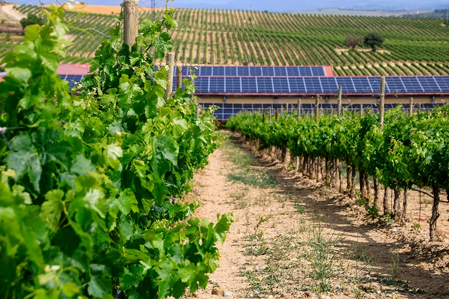 Cepas de SOMMOS con paneles solares al fondo